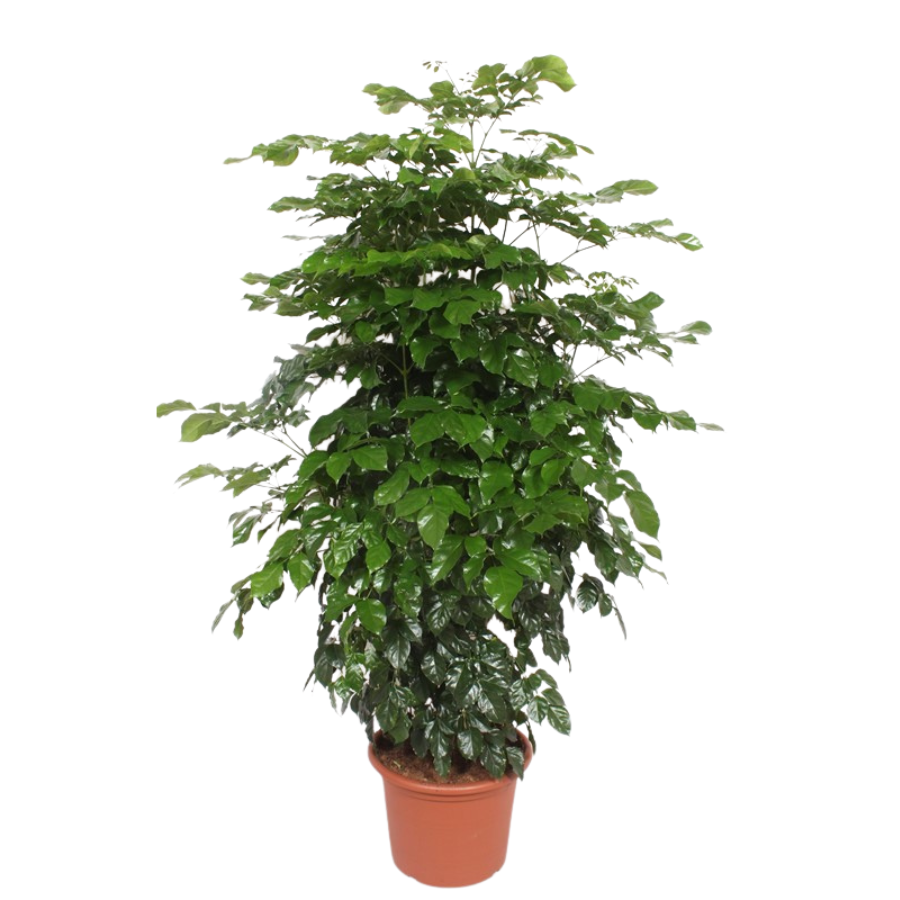 Verzorgingstips Radermachera